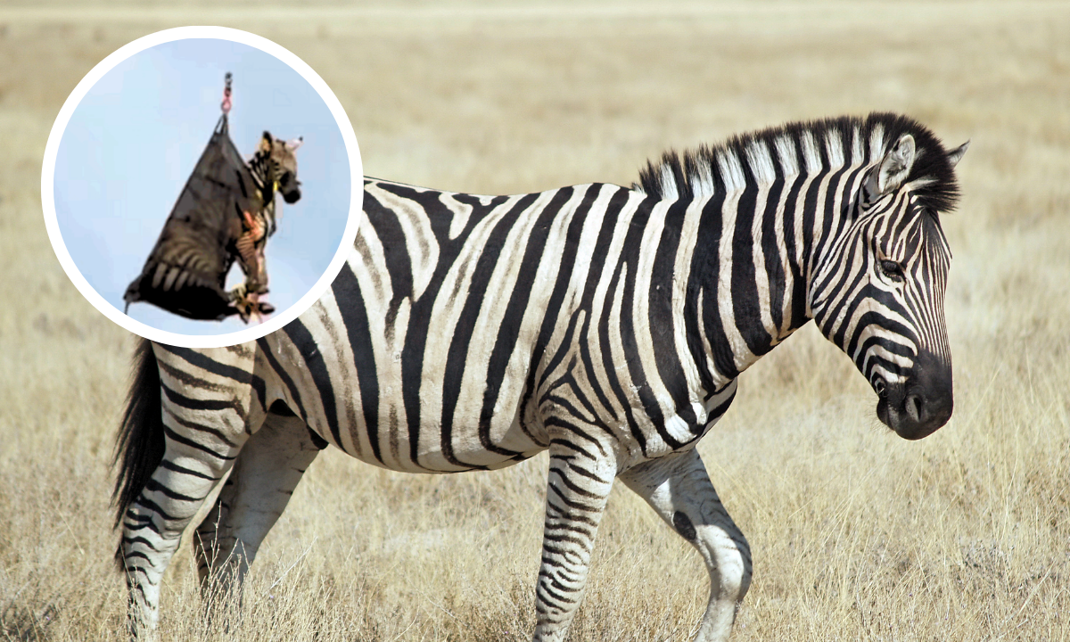 Ed the Zebra Safely Captured One Week After Escaping in Tennessee ...