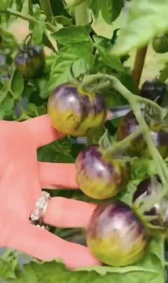 The garden appears to include several unusual varieties, adding another colorful element to the property. Stefani has previously described Oklahoma as an entirely new world that Shelton introduced her to.
