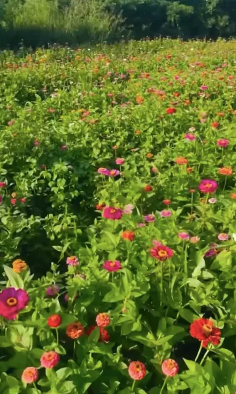 The property's colorful flower fields show another side of the couple's sprawling retreat. Stefani's enthusiasm for her Oklahoma surroundings has become one of the most visible signs of how fully she embraced Shelton's world.