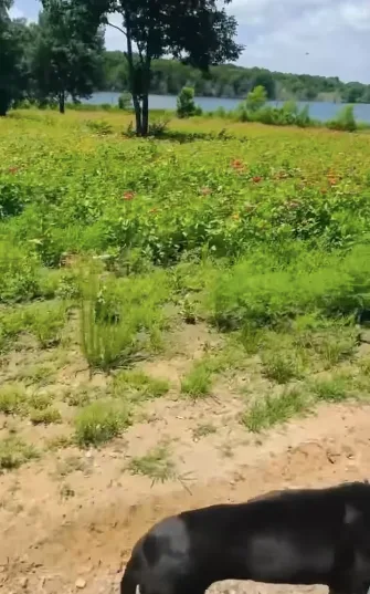 Open land and flowers have become recurring features in glimpses of Stefani and Shelton's Oklahoma life. For Stefani, the setting became part of a personal transformation she once admitted she never saw coming.