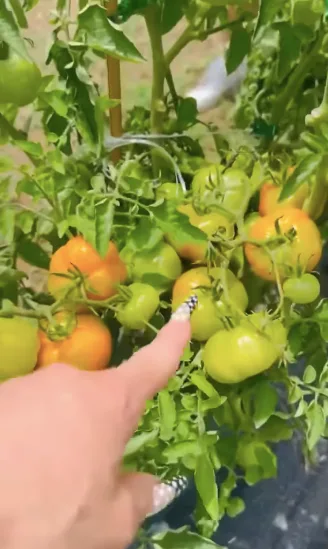 The garden's abundance helps explain why glimpses from the couple's Oklahoma home can feel more like a working family retreat than a traditional celebrity compound. It is one of several intimate details visible beyond the mansion itself.